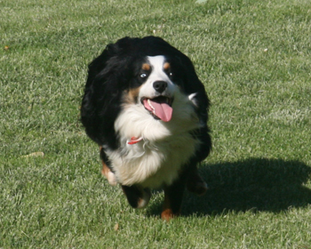 Wiseachers Miniature Australian Shepherds, black tri male Wiseachers Miniature Australian Shepherds, black tri male