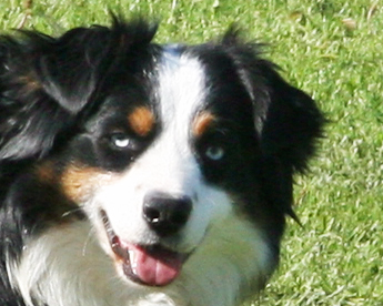 Wiseachers Miniature Australian Shepherds, black tri male Wiseachers Miniature Australian Shepherds, black tri male