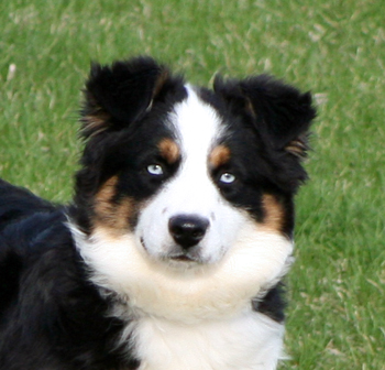 Timberlines Believe It or Not Ima Wiseacher black tri male