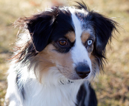 Wiseachers Hoss (Mr. Biggs) a blue merle male Miniature Aussie Wiseachers Hoss (Mr. Biggs) a blue merle male Miniature Aussie