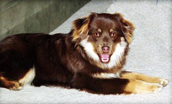 Stein's Baily's Irish Cream Stein's Baily's Irish Cream