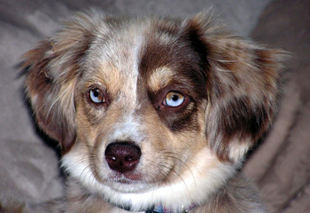 Steins Sweet Maggie Mae Steins Sweet Maggie Mae