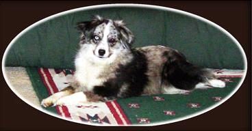 Wiseachers Casey Jones Wiseachers Casey Jones