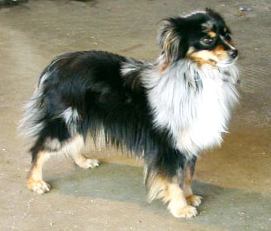 Wiseachers Flying Ace Wiseachers Flying Ace