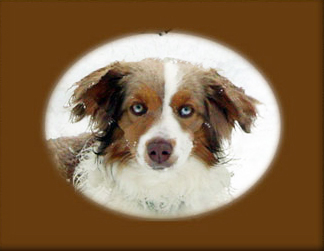 Wiseachers Kit Carson Wiseachers Kit Carson