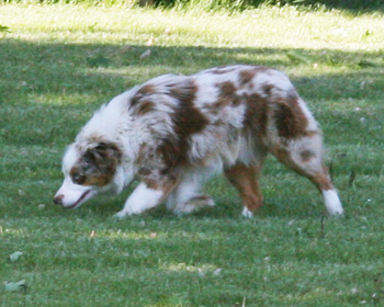 Wiseachers miniature australian shepherds - Cocoh