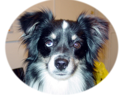 Wiseachers Mighty Mongo Wiseachers Mighty Mongo